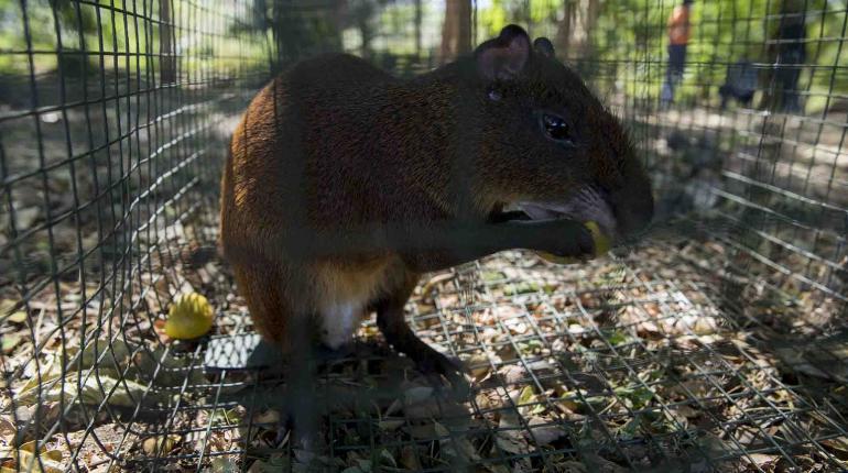 Más de 80 animales son liberados en Nicaragua 