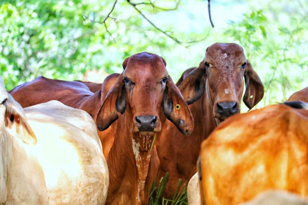 “Como se está negociando con Japón, esto no beneficia a la ganadería colombiana”