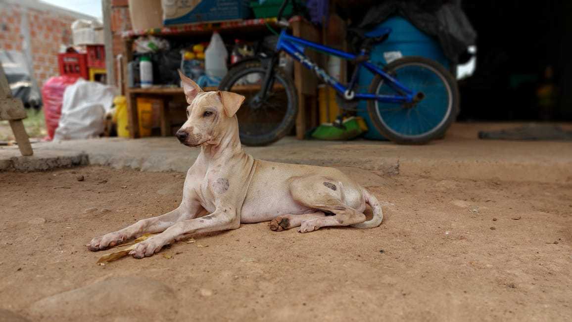 Inicia plan estratégico en Neiva para el control de Leishmaniasis