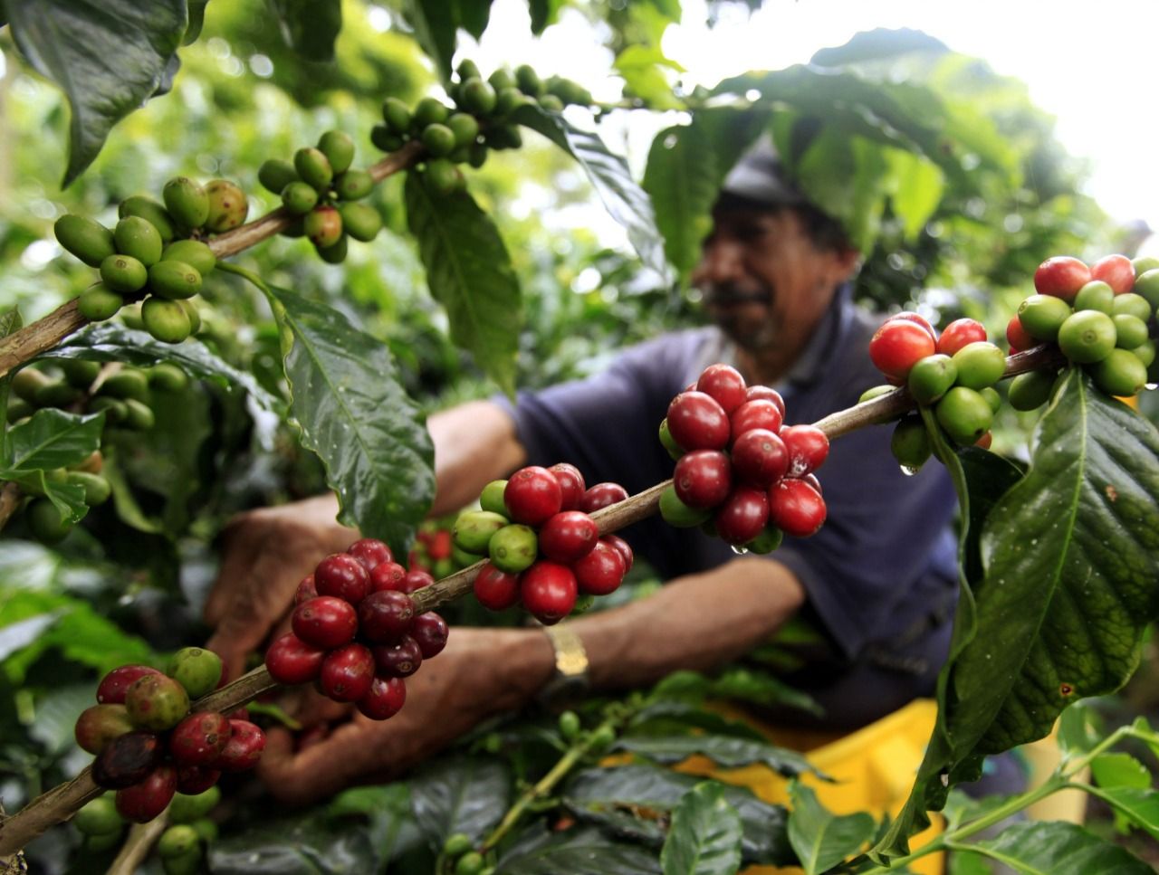 Producción de café de Colombia crece 11 % en febrero