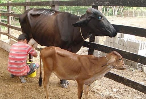 Fedegán solicitó investigar presunto daño a ganaderos colombianos por importación de lácteos