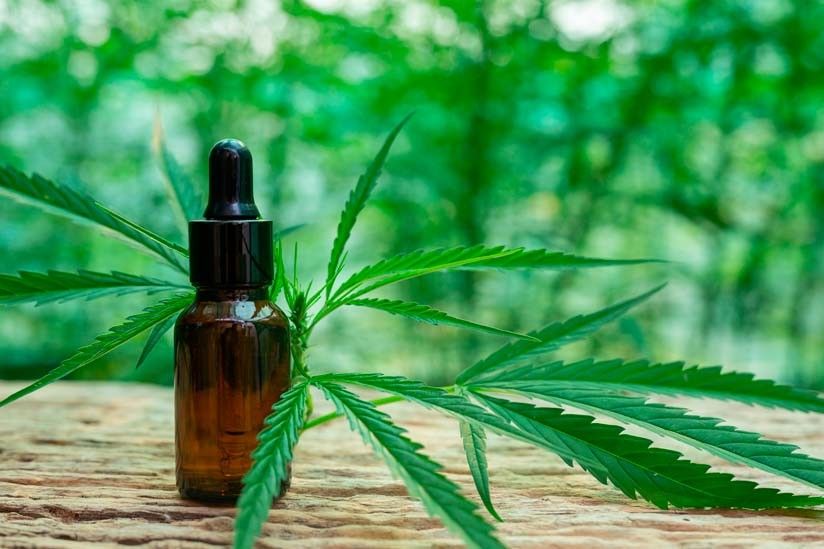 Sector cannabicultor del Huila le apuesta a la generación de empleo