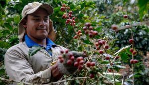 Deslizamientos de tierra por fuertes lluvias, están afectando los cafetales del departamento del Huila.