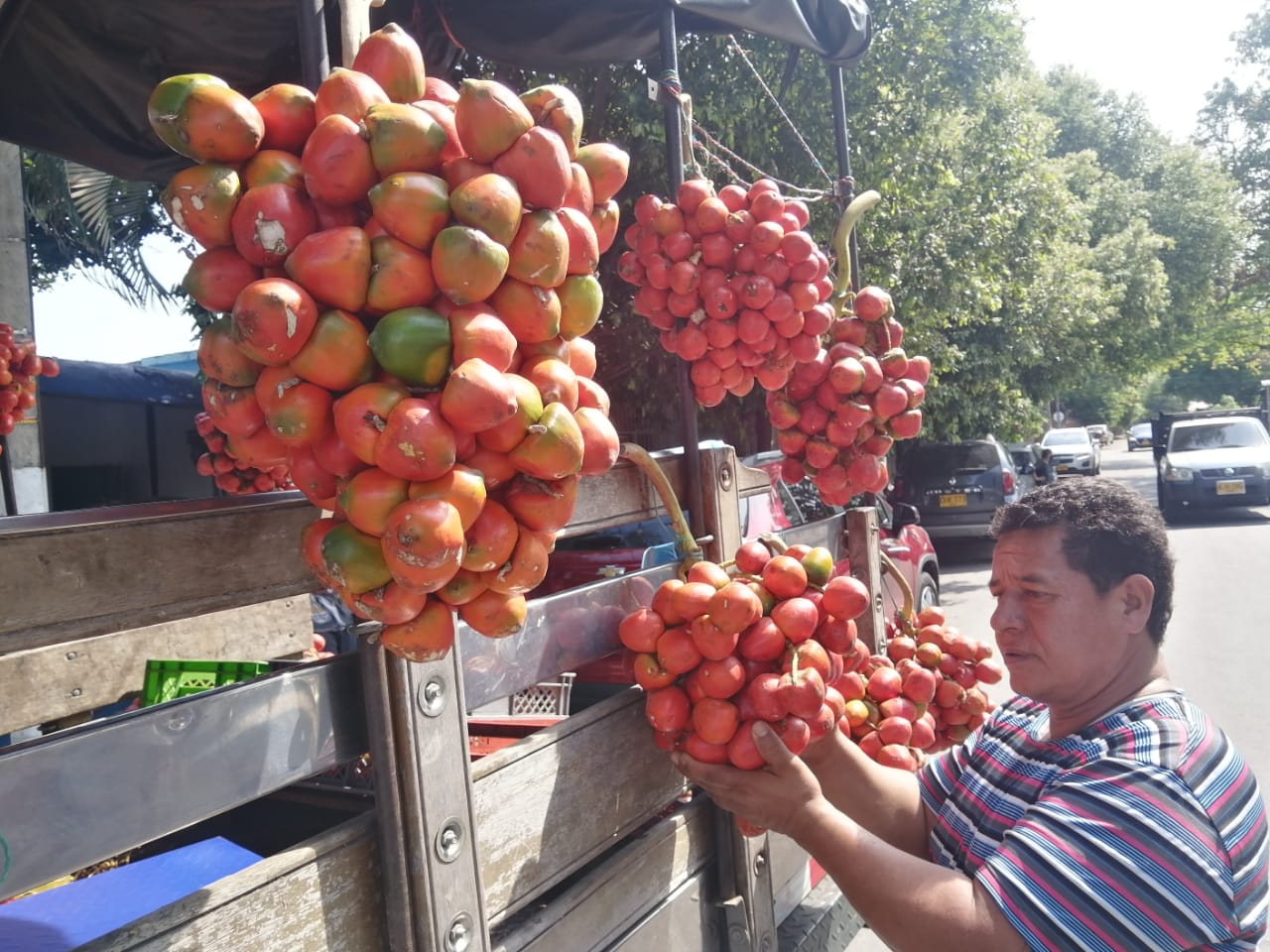 Chontaduro o cachipay, fruta tropical que está de moda en Neiva