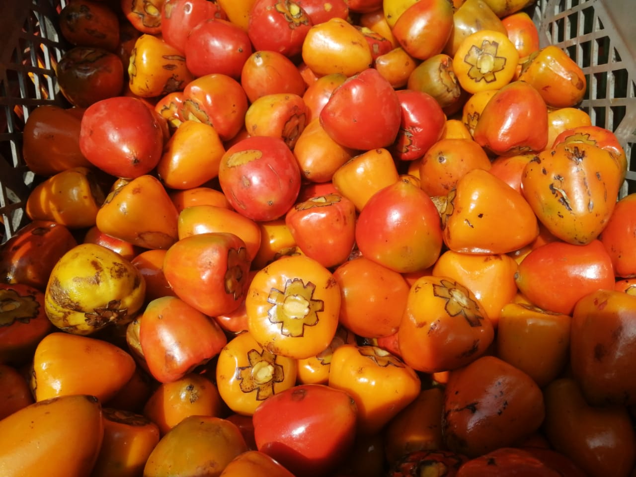 Este fruto tropical es muy apetecido por la gente