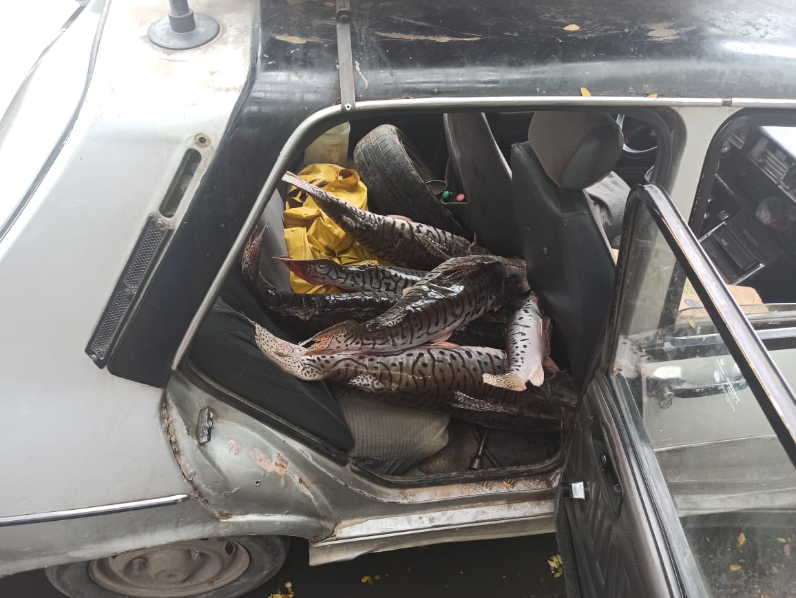 Policía incautó pescado