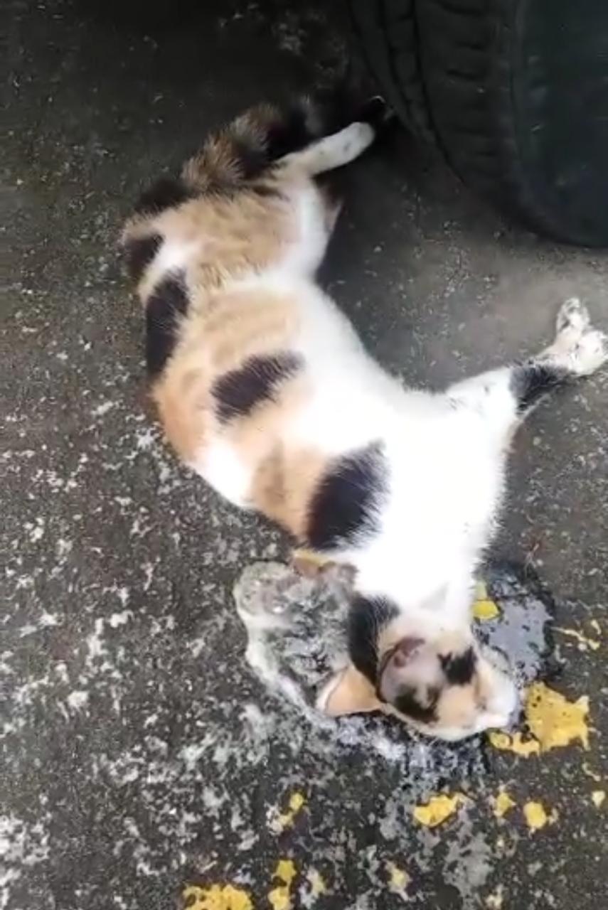 La comunidad mostró su rechazo frente a estos hechos de maltrato animal.