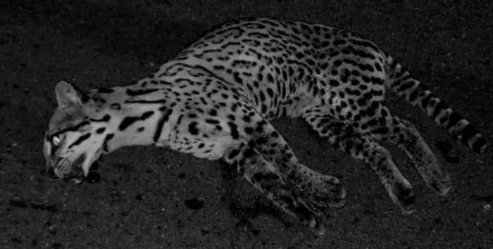 Ocelote fue arrollado en la Ruta 45