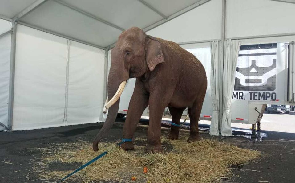 Elefante asiático de 40 años fue rescatado en México