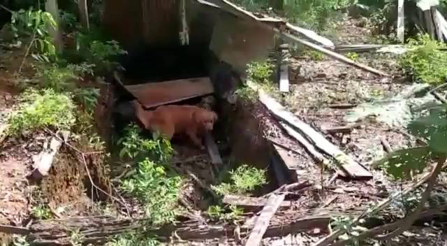 Explosivos de disidencias pretendían frenar erradicación en Guaviare