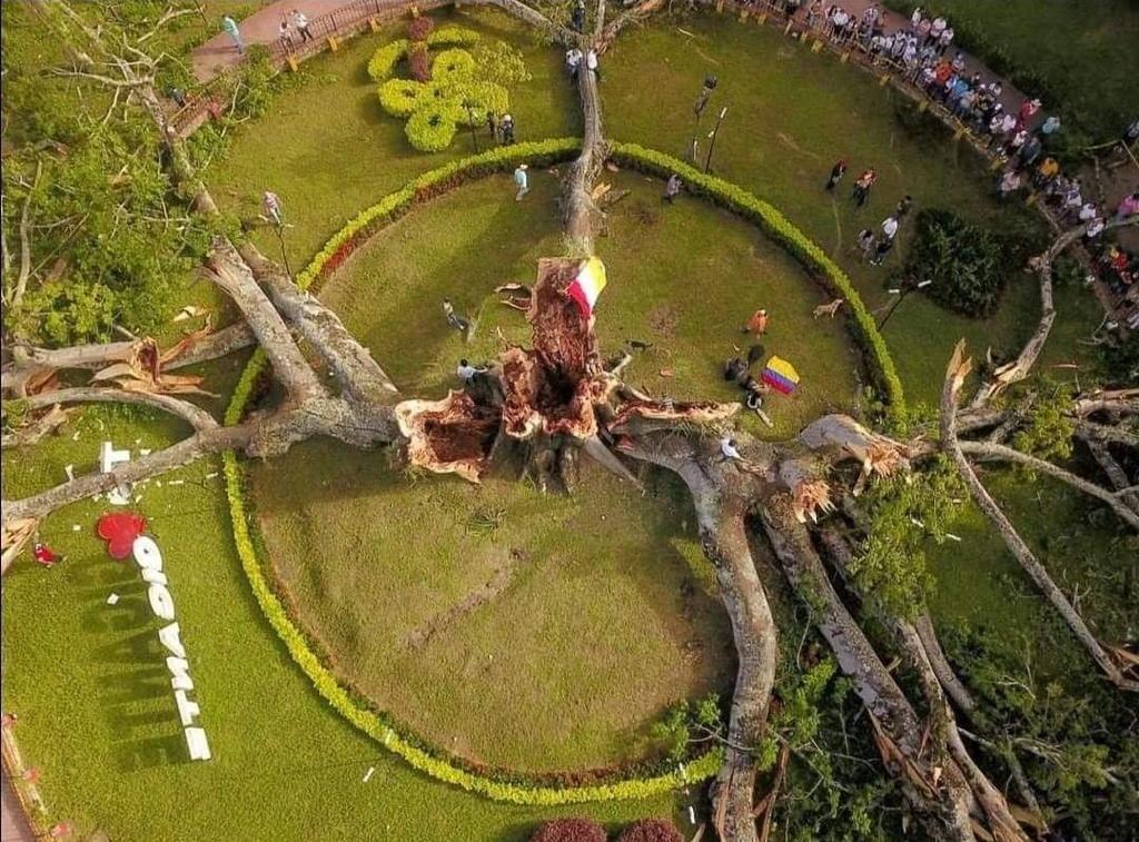 Ceiba se desplomó