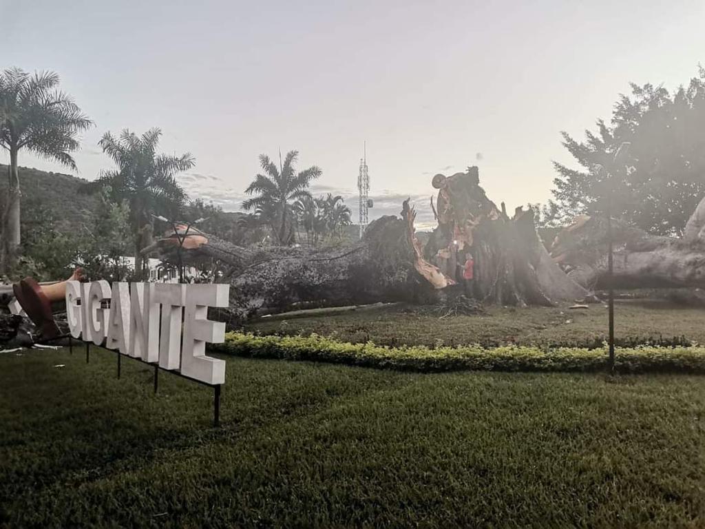 se desplomo la ceiba