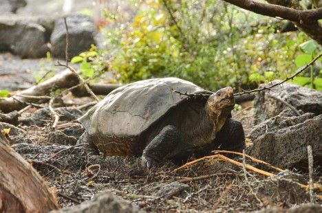 Hallan tortuga en Galápagos que se creía extinguida hace más de cien años