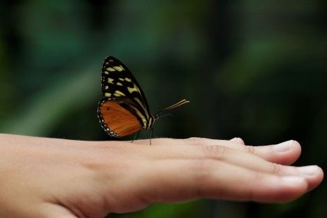 Más de un millón de especies se encaminan a la extinción