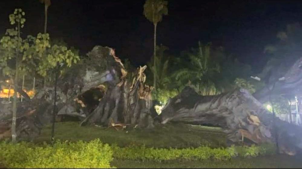 Cayó la Ceiba de La Libertad de Gigante