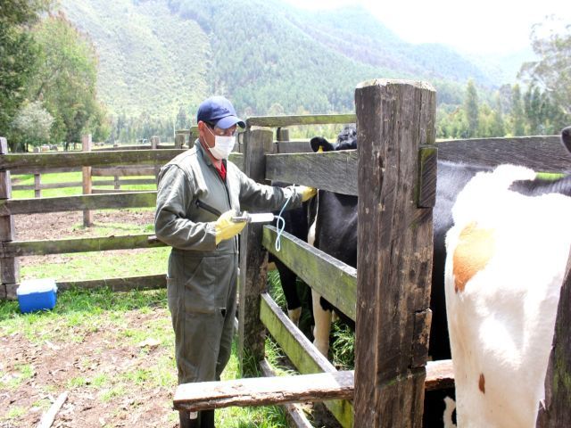 Por bloqueos, aplazada vacunación contra aftosa en Garzón