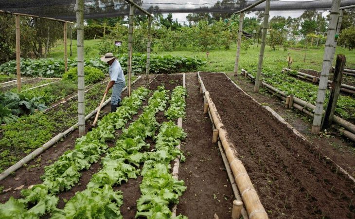 250.000 productores normalizarían sus deudas con nueva ley