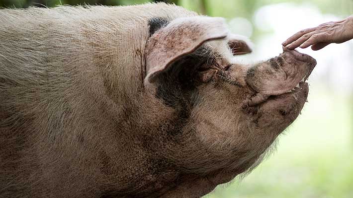 China llora la muerte de «Zhu Jianqiang»