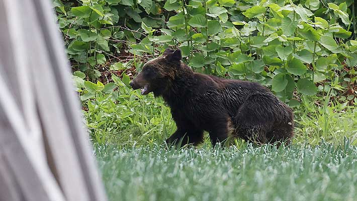 Cazadores dieron muerte a un oso que atacó a cuatro personas en Japón