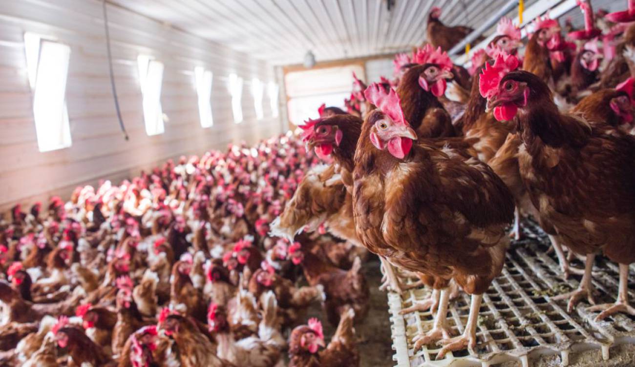 Crecimiento en créditos, ganadería y construcción, en Huila Tolima y Caquetá