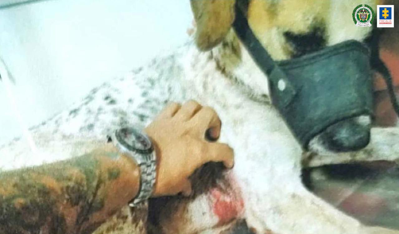 Fiscalía acusa a 16 personas por maltrato animal; tres en el Huila