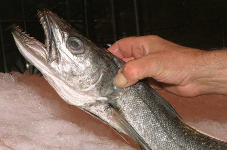 Reconstruyen la historia evolutiva de la merluza