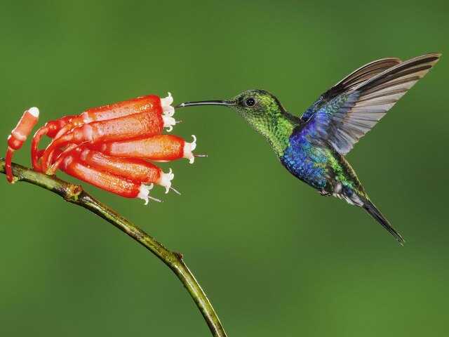 El cambio climático amenaza la dispersión de las plantas que hacen las aves