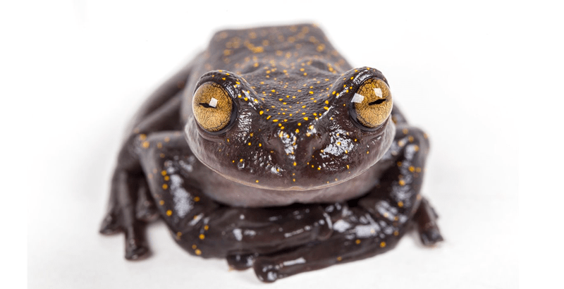 Nueva especie de rana en Ecuador fue nombrada en honor a Led Zeppelin