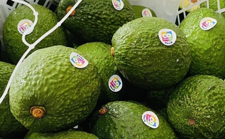 18 toneladas de aguacate Hass rumbo a Corea del Sur