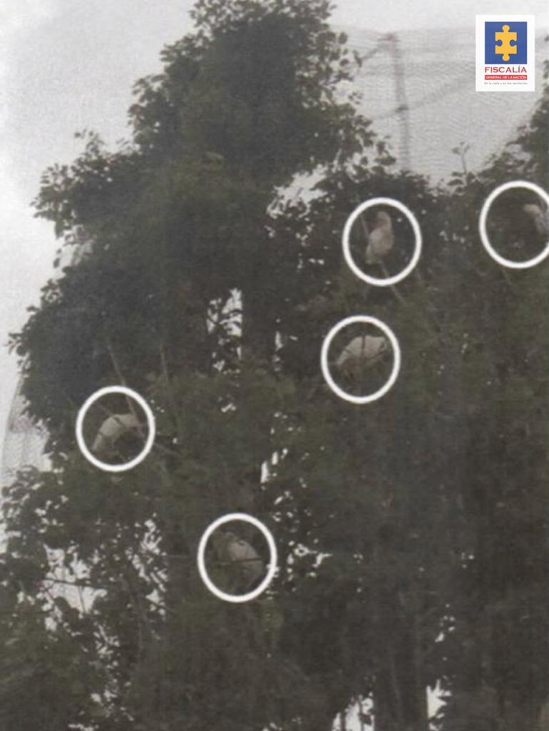 Por la muerte de más de 20 garzas en Nariño, Fiscalía imputa cargos a ex funcionaria