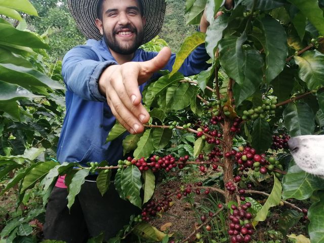 Pitalito realizará campeonato de catación