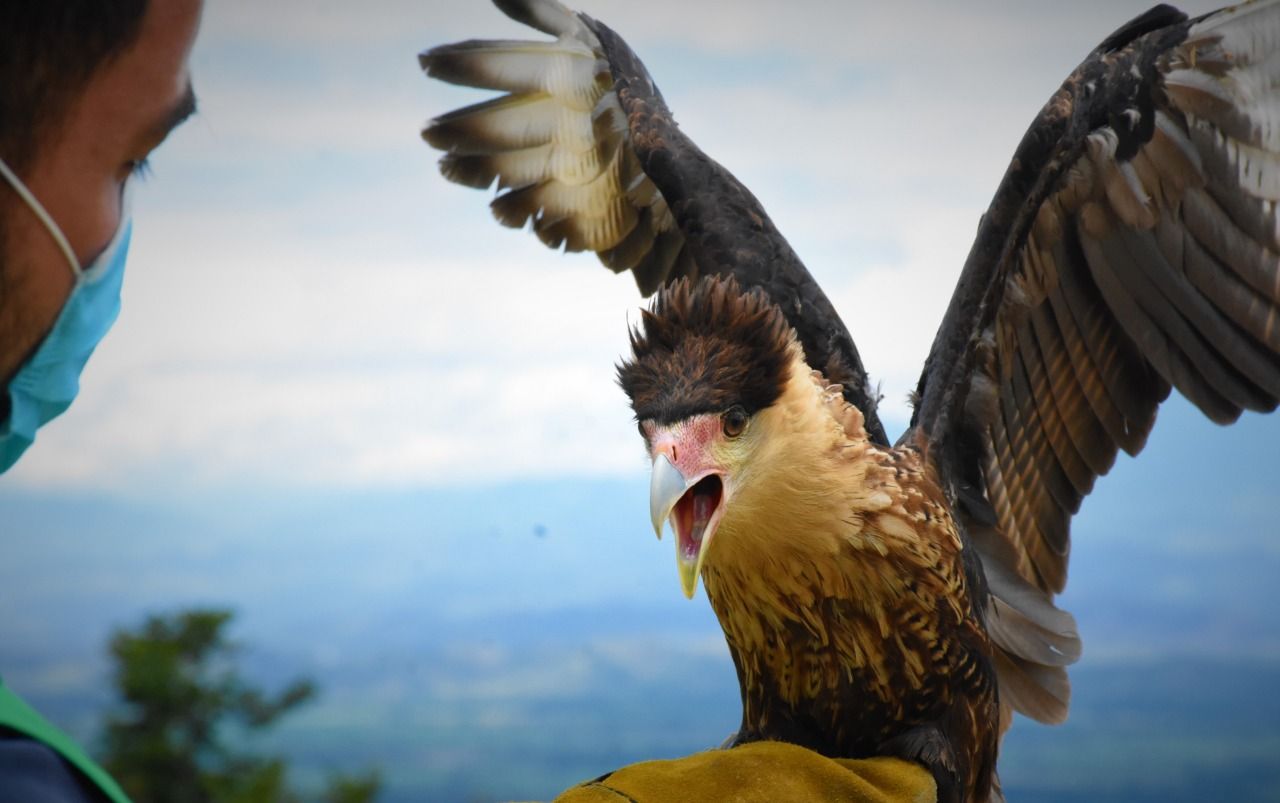 En el Huila regresan a su hábitat una caracara
