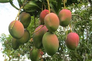 Mango colombiano ingresará al mercado de EE.UU