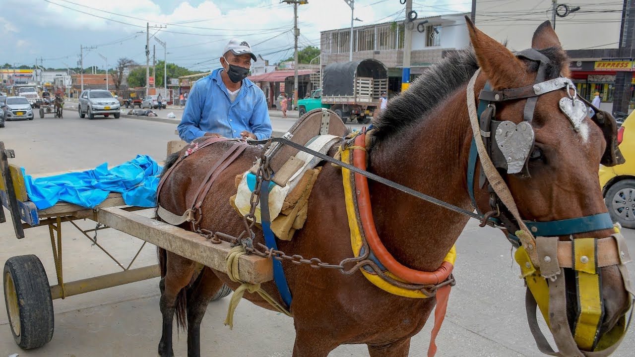 Vehículos de tracción animal, ya no podrán utilizarse en Colombia