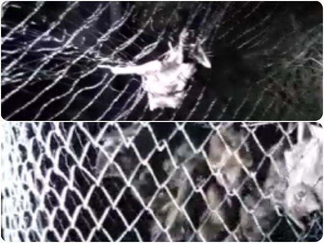 ICA controla la rabia de origen silvestre en el Huila