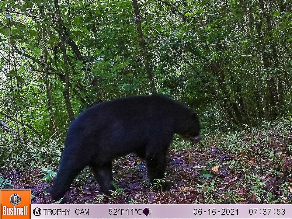 Avistado oso de anteojos en Íquira