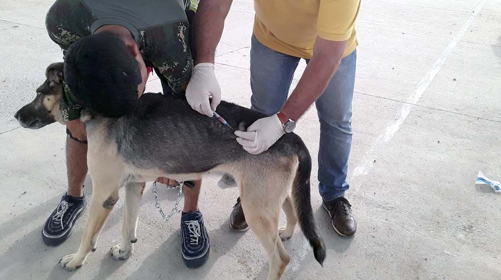 Muere otra persona por rabia en el Huila