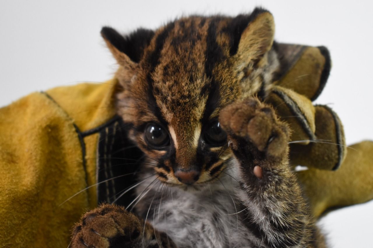 Rescatada cría de tigrillo en el sur del Huila