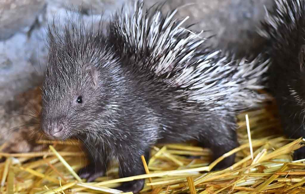 Nace por primera vez un puercoespín sudafricano en el Bioparc de Valencia