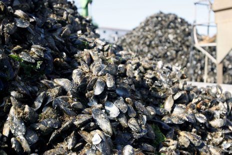 Millones de mejillones y almejas muertos por la ola de calor en Canadá