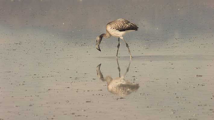 Hallan miles de polluelos de flamencos muertos en un lago en Turquía