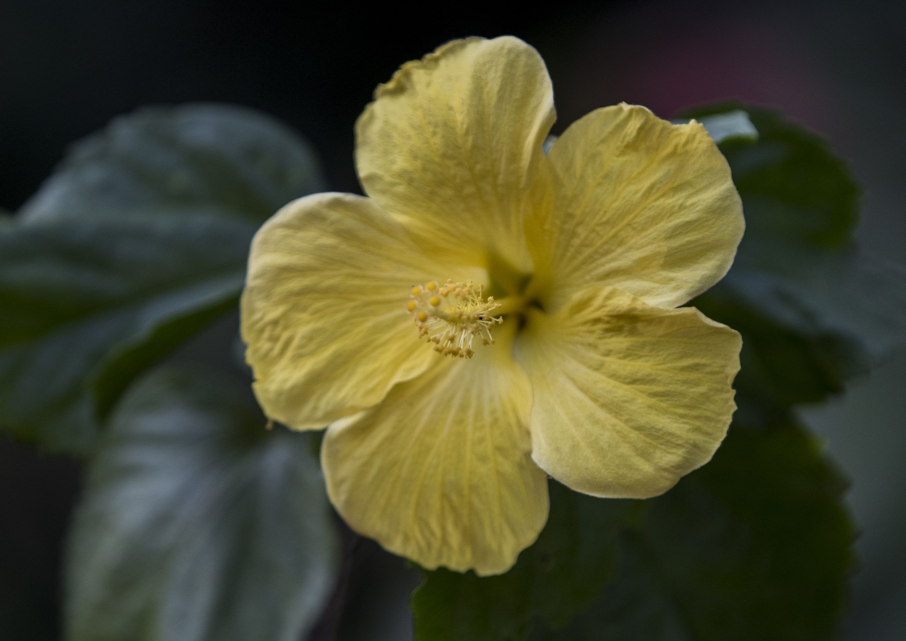 Las especies invasoras abundan en los parques de las ciudades envejecidas