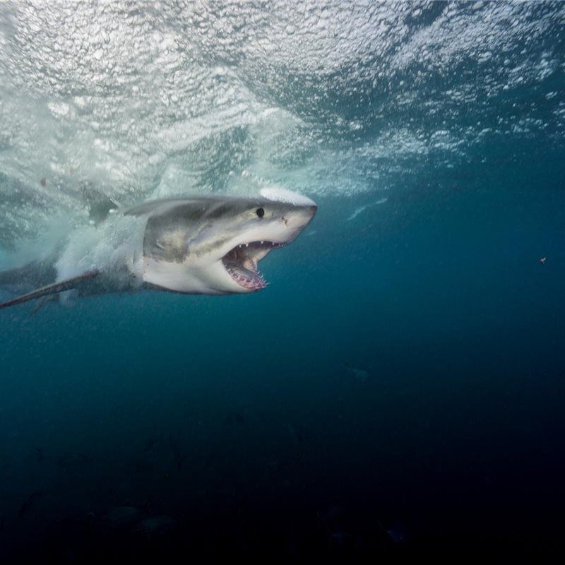 Un tiburón viaja 4.000 kilómetros, vuelve a Galápagos y no se sabe dónde está