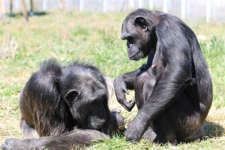 Los chimpancés, amenazados también por trastornos mentales graves