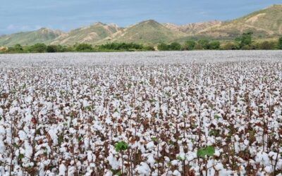 Producción de algodón podría verse afectada por decreto nacional