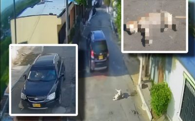 Indignación en Neiva: conductor atropelló a un perro y huyó sin auxiliarlo