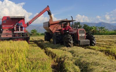 Arroceros del Huila celebran estabilidad en precios