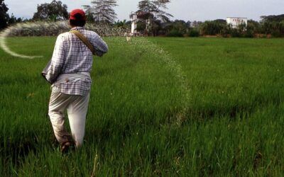 Arroceros del Huila afectados por el contrabando