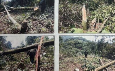 Hombre condenado a cinco años de prisión por deforestación en Caquetá