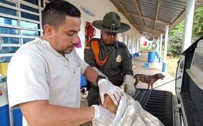 Policía rescató a perro abandonado dentro de un costal en Florencia, Caquetá